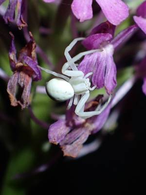 crab spider (//Misumena vatia//)