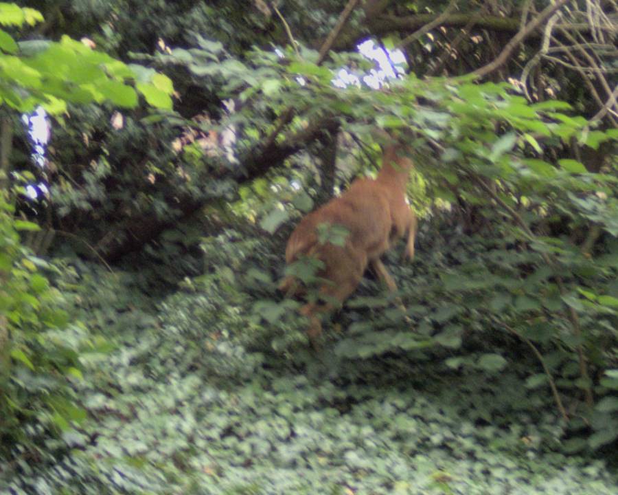 20230710-131444-2657-cropped.jpg