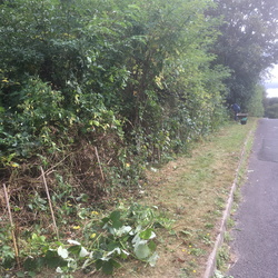 Normandy Way hedge