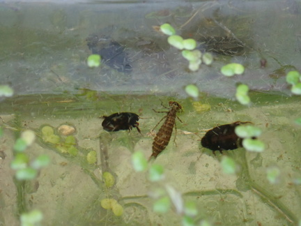 Hawker dragonfly larva with Agabus water beetles